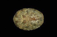 藏品(花笠螺)的圖片